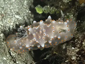 Conchifera Prints: A detailed nudibranch with orange dots