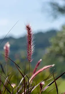 Pennisetum Prints: Detailed outdoor color macro of a single isolated chinese pennisetum/chinese fountaing/dwarf fountain/foxtail fountain