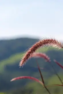 Pennisetum Prints: Detailed outdoor color macro of a single isolated chinese pennisetum/chinese fountaing/dwarf fountain/foxtail fountain