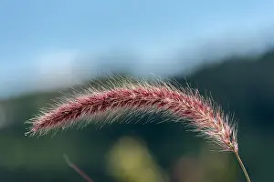 Pennisetum Prints: Detailed outdoor color macro of a single isolated chinese pennisetum/chinese fountaing/dwarf fountain/foxtail fountain