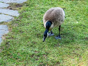 Deception Pass State Park Prints: A detailed shot of a Canada Goose at Cranberry Lake in Deception Pass State Park in Washington State