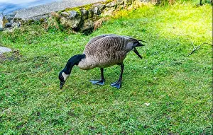 Deception Pass State Park Prints: A detailed shot of a Canada Goose at Cranberry Lake in Deception Pass State Park in Washington State