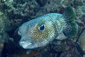Marine Reserve Prints: A detailed view of a spotted porcupinefish