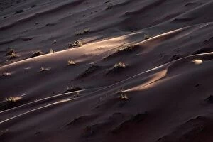 Desert Collection: Details of a sand dune in Namibia
