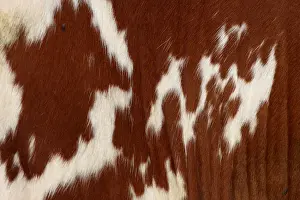 Cows Prints: Deutsche Rotbunte, German Red Pied (Bos primigenius f. taurus), fur, Netherlands