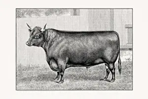 Livestock Art Prints: Devon Cattle. Antique cattle illustration of a bull from an 1887 livestock book