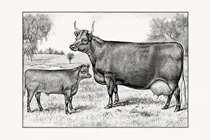 Devon Cattle. Vintage cattle illustration of a cow from an 1887 livestock book