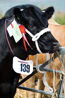 Bovine Prints: dh Aberdeen Angus cows CATTLE UK Black champion cow at Scottish Agricultural show Orkney agriculture uk pedigree
