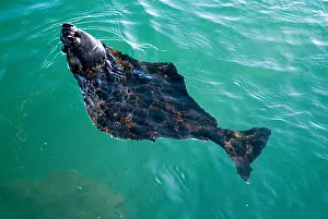 Largest Prints: dh Hippoglossus hippolgossus HALIBUT UK Halibut flat fish swimming in sea farming aquaculture farm under water