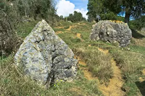Fossils Prints: dh Mangapohue Natural Bridge WAITOMO NEW ZEALAND Limestone oyster shell fossils