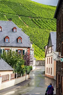 Vines Prints: Dhroner Hofberger and Dhroner Roterd vineyard