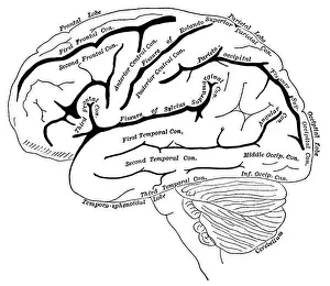 Diagram of the left cerebral hemisphere