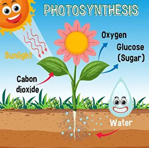 Alive Prints: Diagram of Photosynthesis for biology and life science education illustration