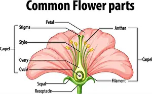 Pistil Prints: Diagram showing common flower parts illustration