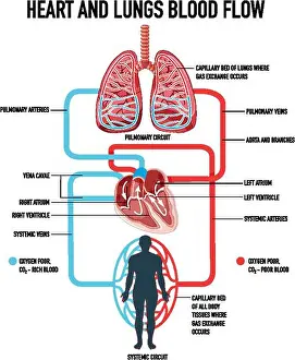 Clip Vector Vectors Prints: Diagram showing heart and lungs blood flow illustration