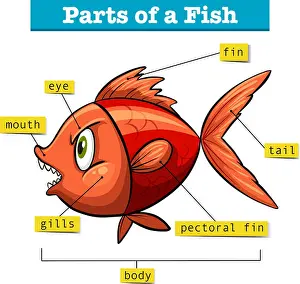 Labelled Prints: Diagram showing parts of fish