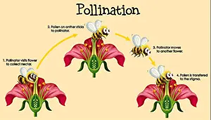 Pollinator Prints: Diagram showing pollination with bee and flowers