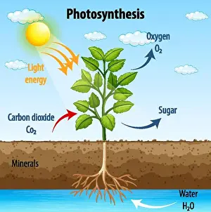 Dioxide Prints: Diagram showing process of photosynthesis in plant illustration