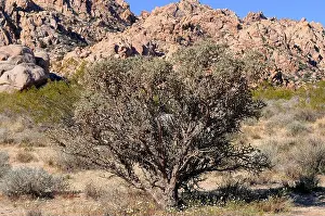 Plantae Prints: Diamond cholla (Cylindropuntia ramosissima or Opuntia ramosissima) is a cholla cactus native to Mojave Desert (USA)