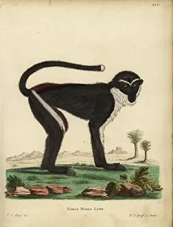 Vulnerable Prints: Diana monkey or Diana guenon, Cercopithecus diana