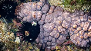Strait Prints: Didemnum carnulentum. Didemnum is a genus of colonial tunicates in the family Didemnidae