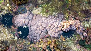 Strait Prints: Didemnum carnulentum. Didemnum is a genus of colonial tunicates in the family Didemnidae