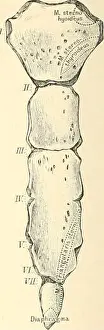Booksubjectanatomy Prints: Die descriptive und topographische Anatomie des Menschen