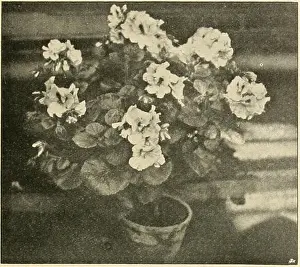 Benefits Prints: Die Gartenwelt. Deutsche Edelpelargonie Hermann Michel