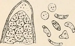 Bookdecade1890 Prints: Die Protozoen als Krankheitserreger des Menschen und der Hausthiere; für Ärzte