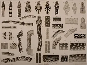 Reptilian Prints: Die Zeichnung der Boiden is a 1898 publication focusing on the study and illustration of snakes (Boidae)