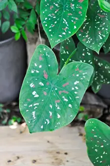 Natural Background Prints: Dieffenbachia seguine, Caladium bicolor or Araceae or bicolor leaf