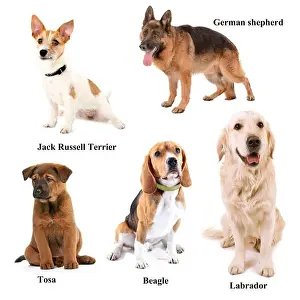 Labrador Prints: Different breeds of dogs