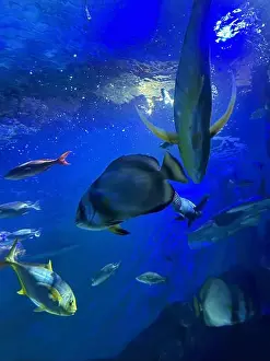 Oceanarium Prints: Different fishes swimming in sea, low angle view. Underwater world