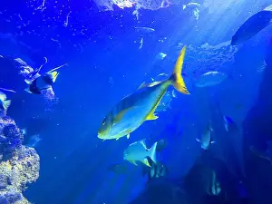 Oceanarium Prints: Different fishes swimming in sea, low angle view. Underwater world