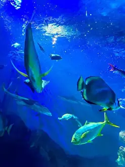 Oceanarium Prints: Different fishes swimming in sea, low angle view. Underwater world