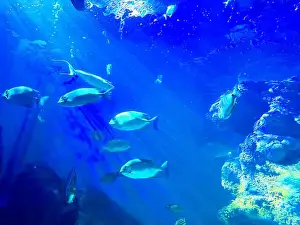 Oceanarium Prints: Different fishes swimming in sea, low angle view. Underwater world