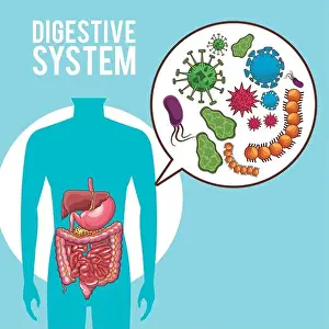 Digestive Prints: Digestive system human organs vector illustration graphic design