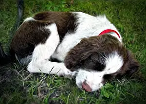 Digital Oil Painting of a young Springer Spaniel dog curled up and sleeping on the green grass