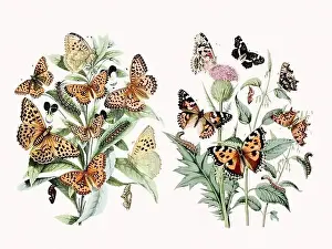 Soft Tones Prints: Digital watercolor butterflies: a burst of vibrant colors on textured white