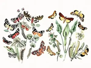 Digital watercolor butterflies: a burst of vibrant colors on textured white