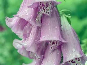 Digitalis purpurea, foxglove, common foxglove, purple foxglove or lady's glove is a species of flowering plant