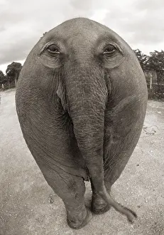 Digitally Prints: Digitally manipulated elephant with eyes on his butt
