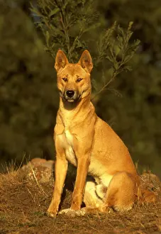 Watchful Prints: Dingo (Canis dingo)