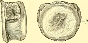 Bookyear1896 Prints: The dinosaurs of North America