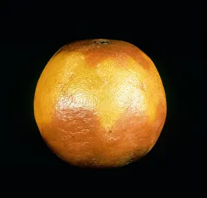Pathogen Prints: Diplodia stem end rot (Lasiodiplodia theobromae) on stored orange fruit