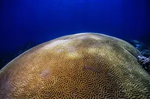 Bay Islands Prints: Diploria is a monotypic genus of massive reef building stony corals in the family Mussidae