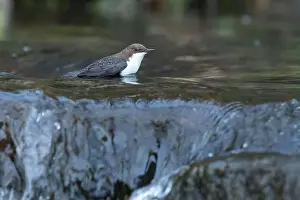 Song Bird Prints: Dipper male in a mountain river before the sun rises in the mating season waiting for the female