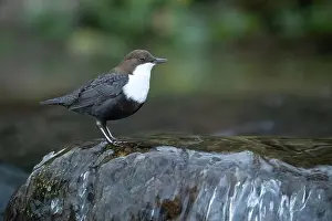 Song Bird Prints: Dipper male in a mountain river before the sun rises in the mating season waiting for the female
