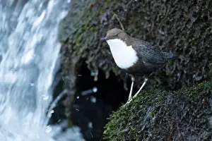 Song Bird Prints: Dipper male in a mountain river before the sun rises in the mating season waiting for the female