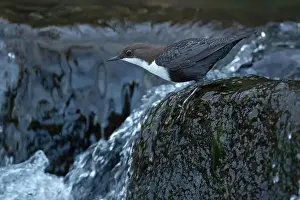 Song Bird Prints: Dipper male in a mountain river before the sun rises in the mating season waiting for the female